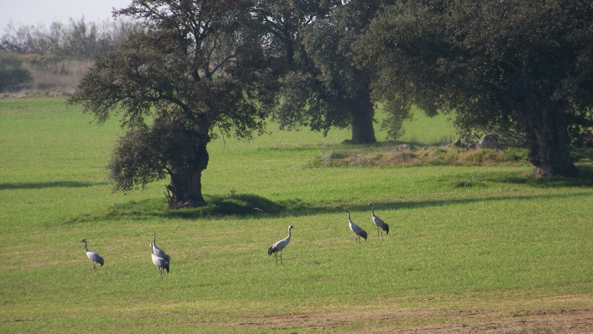 grulla
