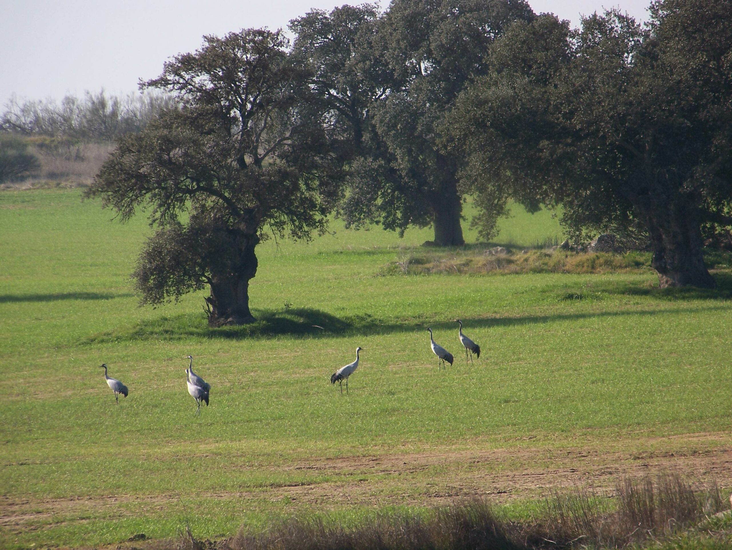 grulla