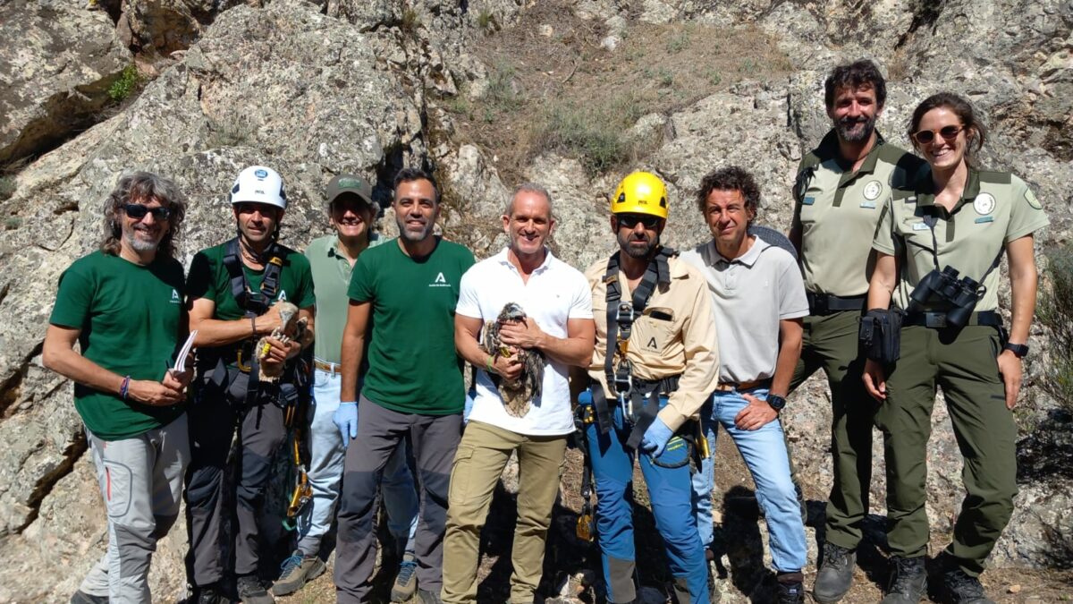 anillamiento