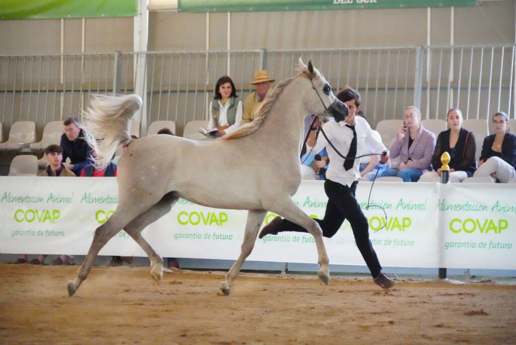 caballo